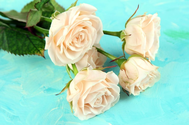 Beautiful creamy roses close-up, on color background