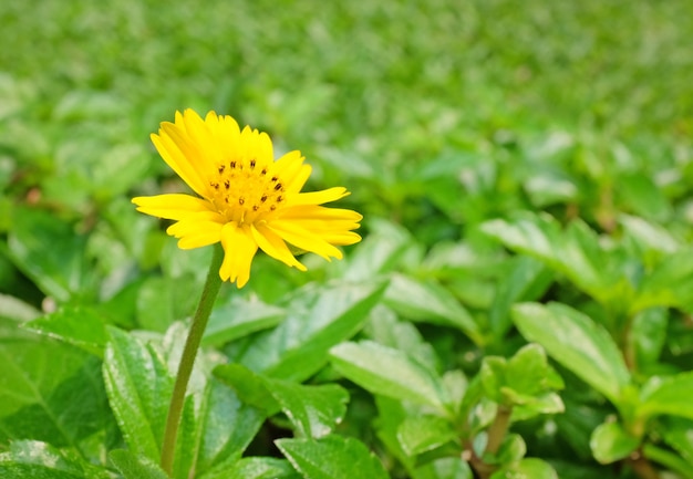 Bello fiore della margherita di strisciamento sul fondo verde della foglia.