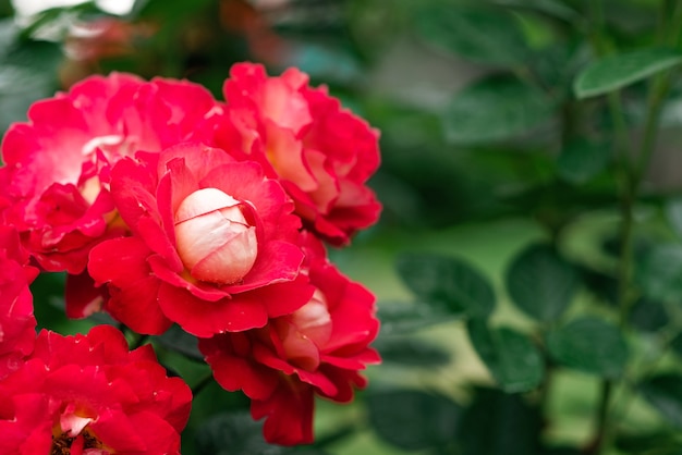 Beautiful crimson rose gallica in a green garden. Floral background. Soft selective focus.