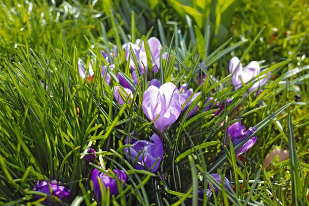 Beautiful crocus A closeup photo of beautiful crocus