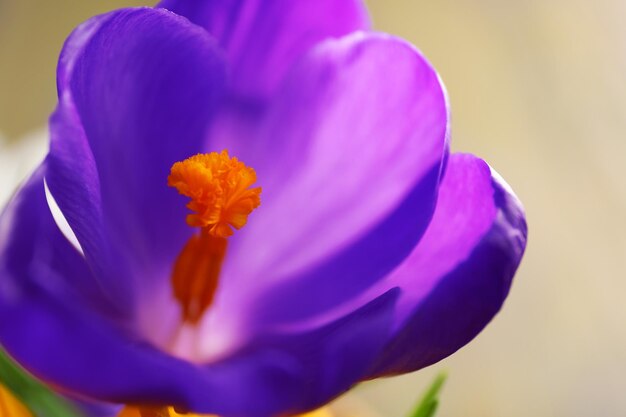 Beautiful crocus flower closeup