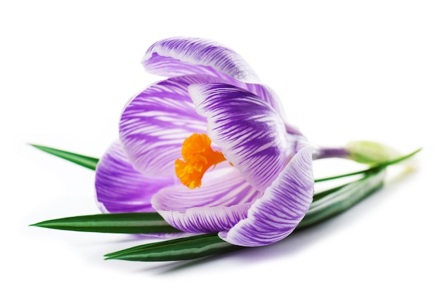 Beautiful crocus flower isolated on white