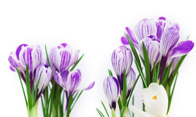 Beautiful crocus flowers on light blurred background