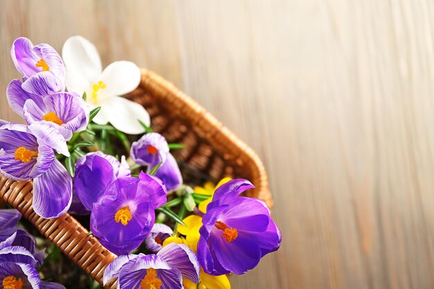 Beautiful crocus flowers in wicker basket on wooden surface top view