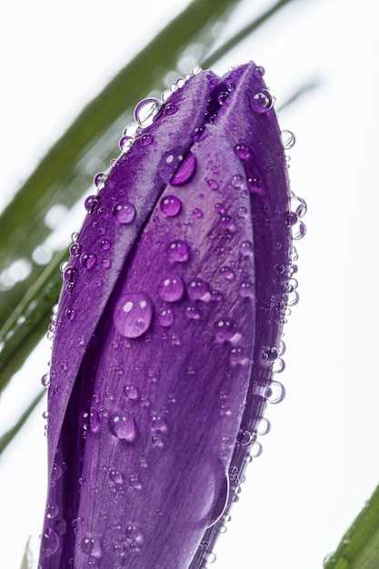 beautiful Crocus flowers with dew drops on a white background closeup