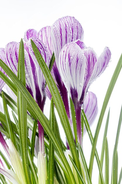 beautiful Crocus flowers with dew drops on a white background closeup