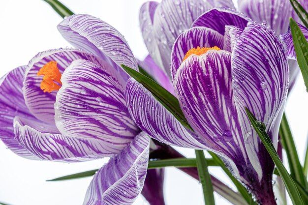 beautiful Crocus flowers with dew drops on a white background closeup