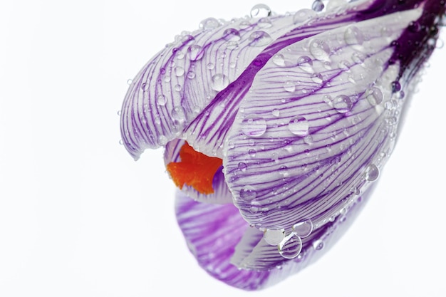 beautiful Crocus flowers with dew drops on a white background closeup