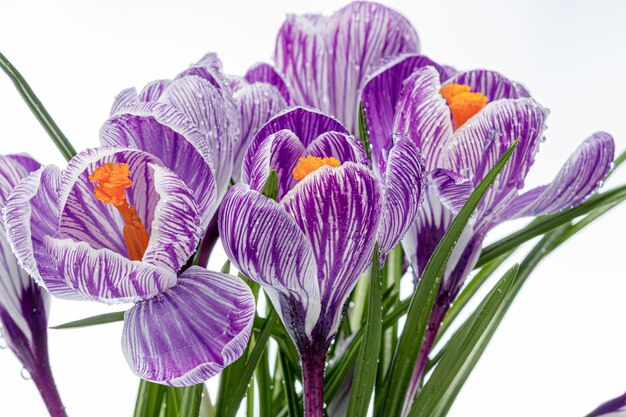 beautiful Crocus flowers with dew drops on a white background closeup