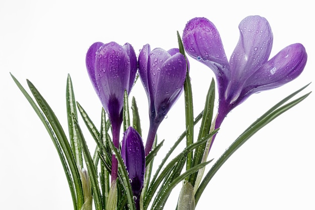 Beautiful Crocus flowers with dew drops on a white background