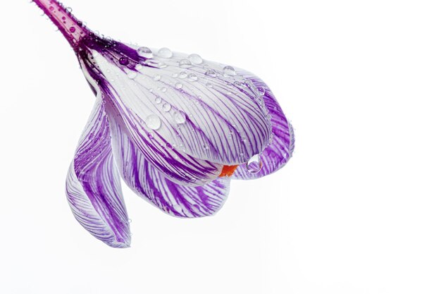 Beautiful Crocus flowers with dew drops on a white background