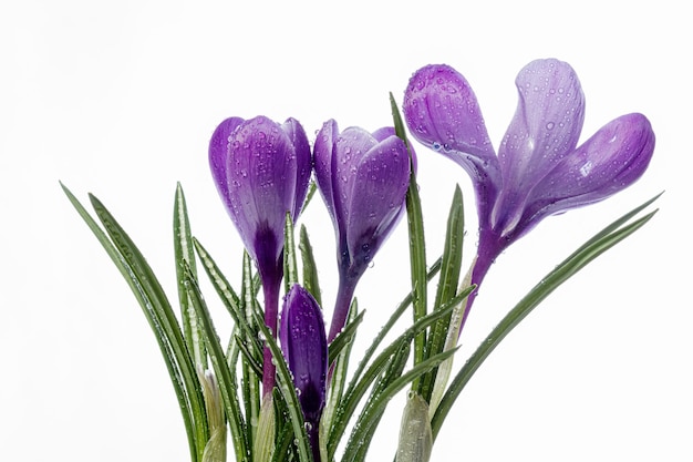 Beautiful Crocus flowers with dew drops on a white background