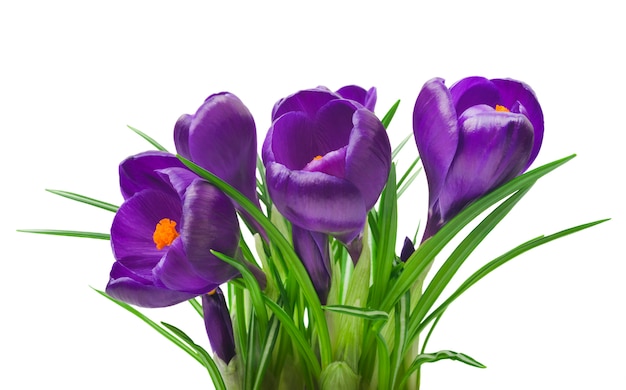 Beautiful crocus flowers