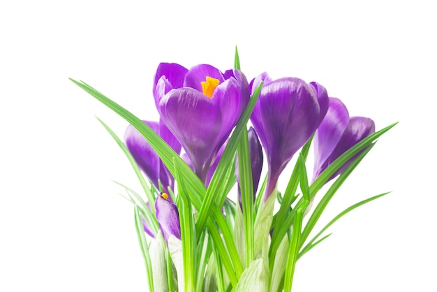 Photo beautiful crocus  - fresh spring flowers. violet crocus flowers bouquet .