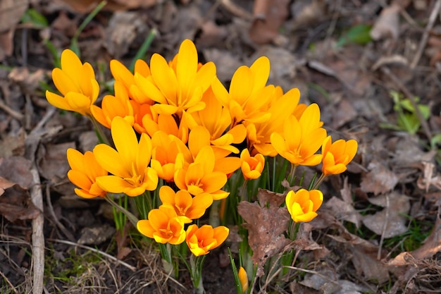 Beautiful crocus in the spring Beautiful crocus in my garden in springtime