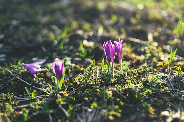 Beautiful crocuses blooming close up in warm sunshine Hello Spring Wild purple Crocus heuffelii