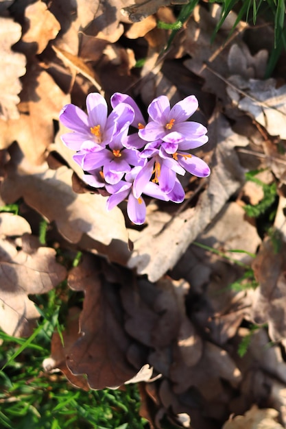 Beautiful crocuses grow among the grass Delicate purple flower selective focus