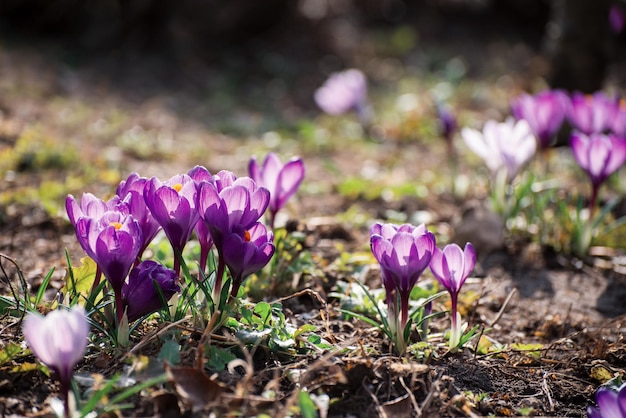 Bellissimi crochi primaverili primaverili gruppo di fiori viola che sbocciano buoni per salutare cartoline