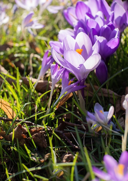 美しいクロッカス春の最初のタマネギ季節のポストカードの挨拶に適した咲く紫色の花のグループ