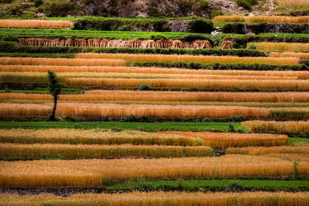 beautiful crop fields in the mountains areas