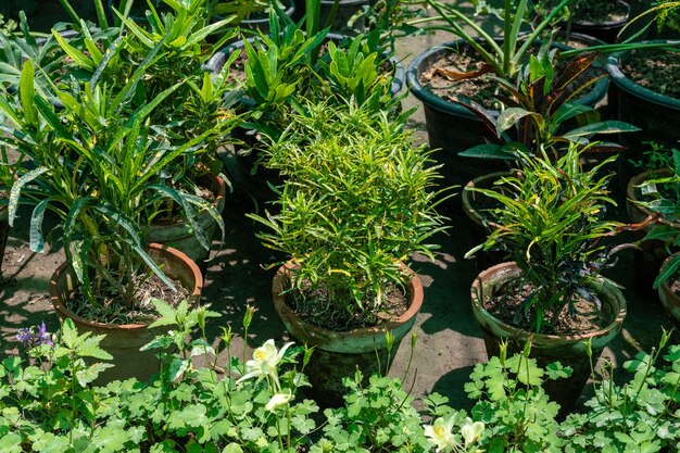 Beautiful crotons mammy plants in pot in plant nursery