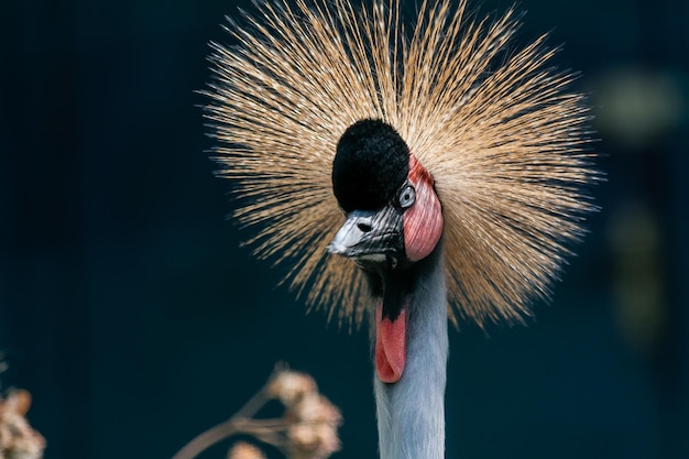 Beautiful crowned crane Balearica pavonina