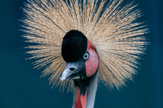 Beautiful crowned crane Balearica pavonina