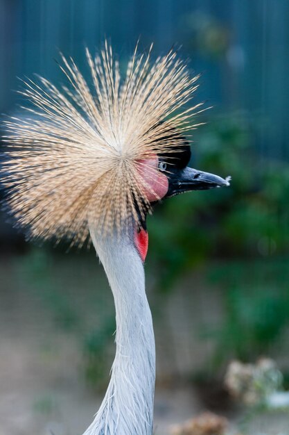 Beautiful crowned crane Balearica pavonina