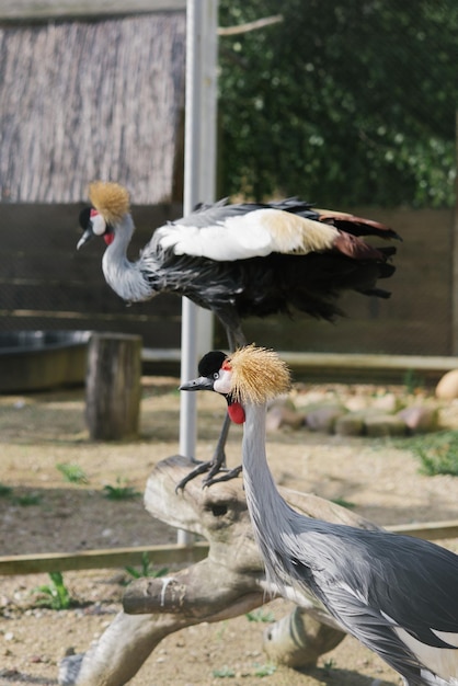 Beautiful Crowned cranes at the zoo