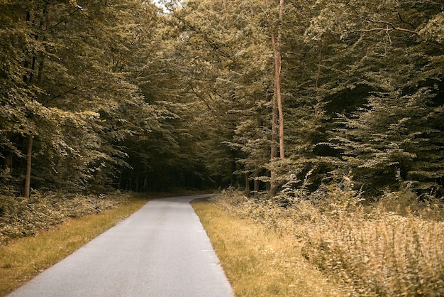 Красивая изогнутая дорога через лесные деревья с зеленой листвой и небом Пейзаж с пустой асфальтовой дорогой через лес летом