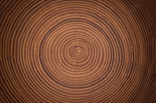 Beautiful cut tree trunk with annual rings and cracks wood texture background