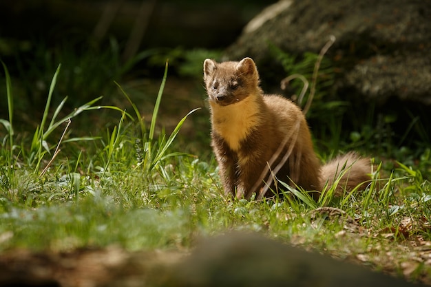 Beautiful cute beech marten