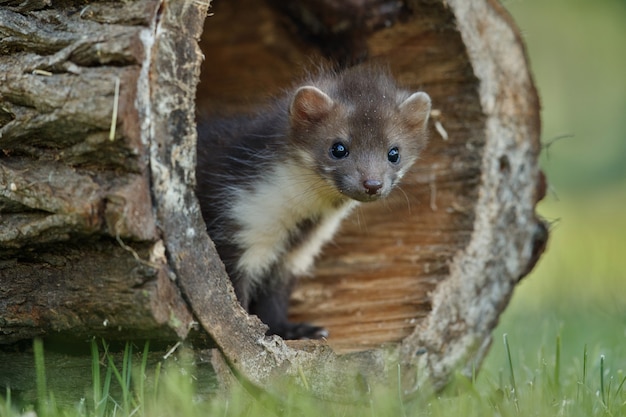 Beautiful cute beech marten 