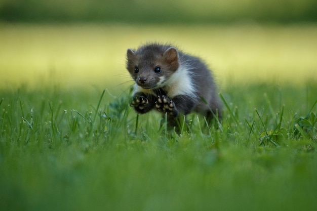 Beautiful cute beech marten 