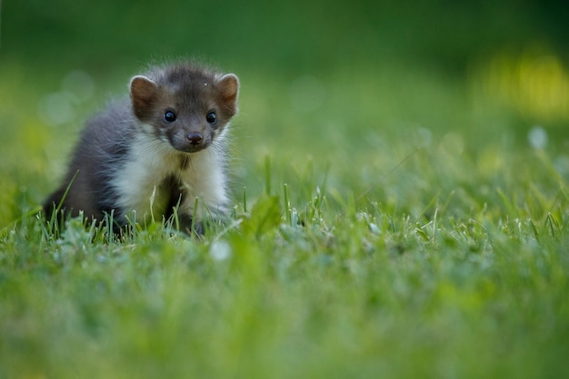 Beautiful cute beech marten 