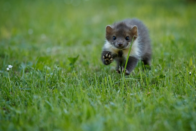 Beautiful cute beech marten 