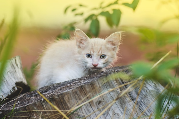 芝生のフィールドに横たわっている庭の子猫に座っている美しいかわいい茶色の子猫