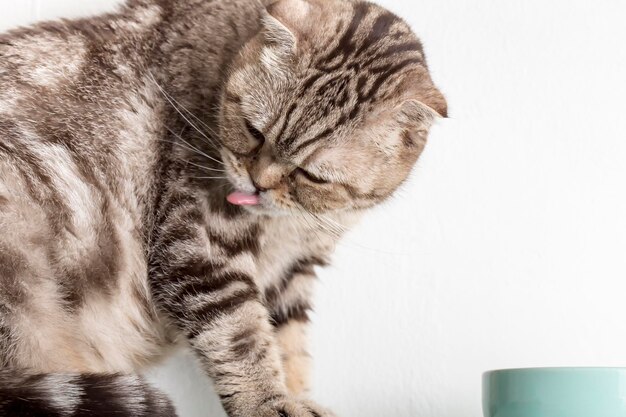 아름다운 귀여운 고양이 스코티시 폴드는 식사 후 핥아 먹습니다 옆에 그릇이 있습니다