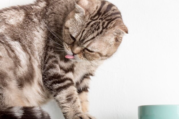 Beautiful cute cat Scottish Fold is licked after eating there is a bowl next to it