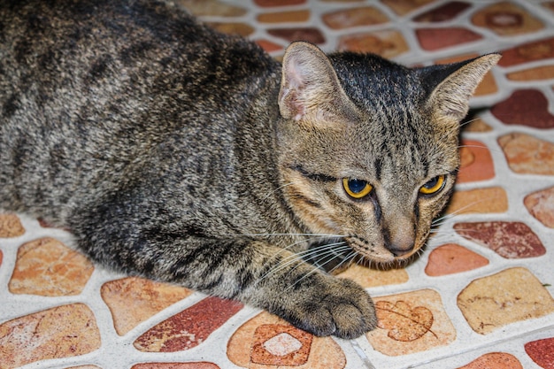 写真 美しいかわいい猫