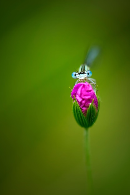 아름다운 귀여운 잠자리 흰색 다리 Damselfly