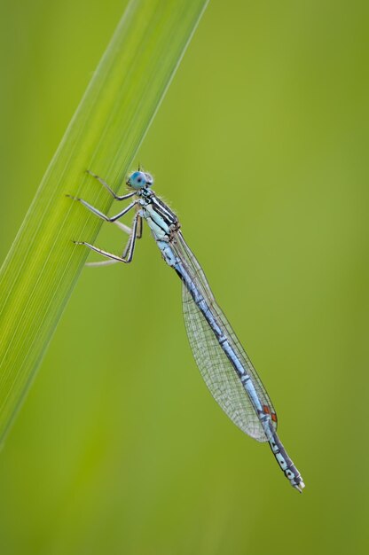 아름다운 귀여운 잠자리 흰색 다리 Damselfly