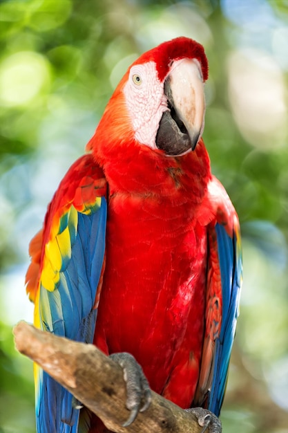 Foto bellissimo uccello divertente carino di pappagallo ara piumato giallo blu rosso all'aperto su sfondo naturale verde