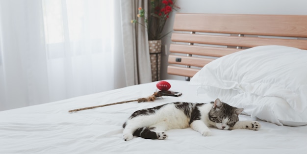 美しくてかわいい生姜猫は白いベッドで寝ます