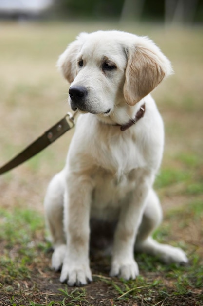 Beautiful and cute golden retriever puppy dog having fun at the park sitting on the green grass