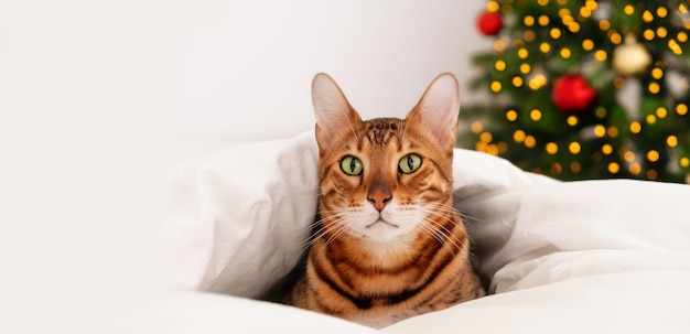 クリスマスの木の近くのカメラを見て、居心地の良い暖かい白い毛布の下でベッドに横たわっている金の美しいかわいい緑色の目のベンガル猫ロゼット。新年の休日はリラックスして、ペット、動物とグリーティングカード。コピースペース。