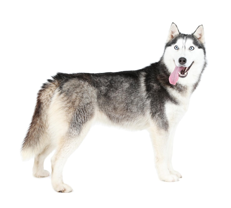 Photo beautiful cute husky isolated on white