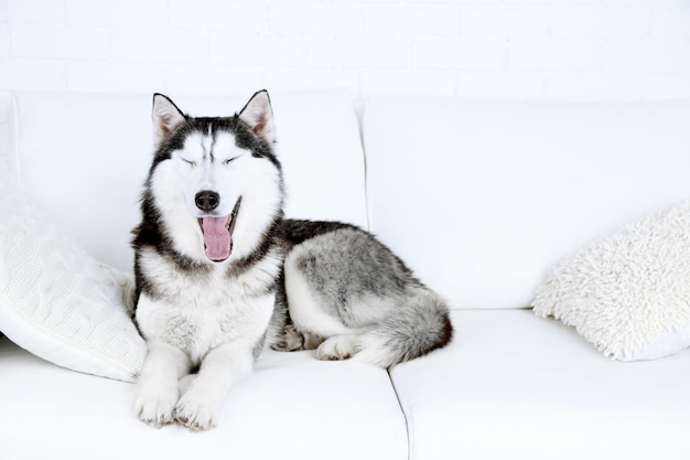 Beautiful cute husky lying on sofa in white room