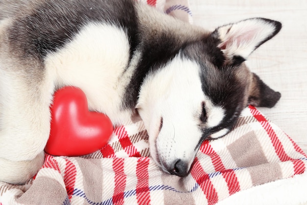 部屋の美しいかわいいハスキーの子犬