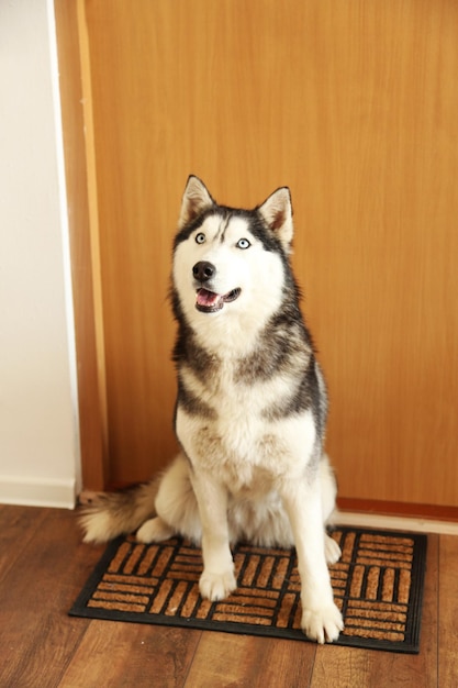 Beautiful cute husky sitting near the door in room